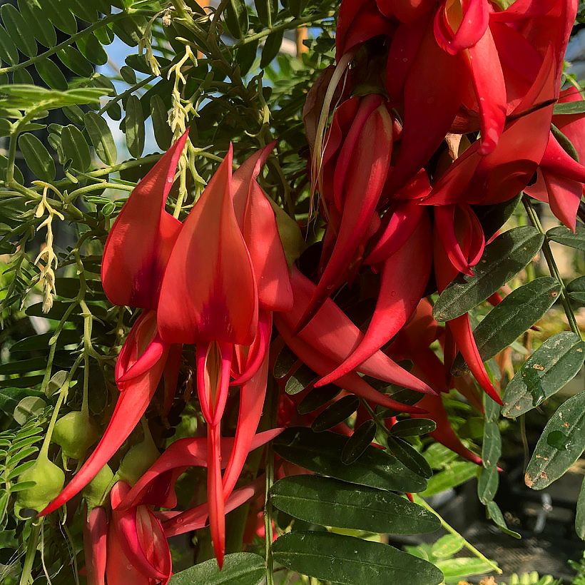 Clianthus - Becco di pappagallo