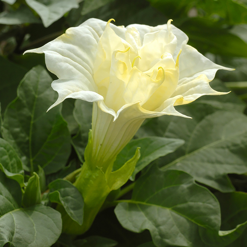 Semi di Datura