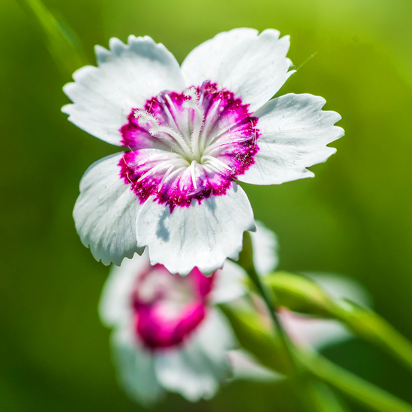 Semi di Garofano Dianthus