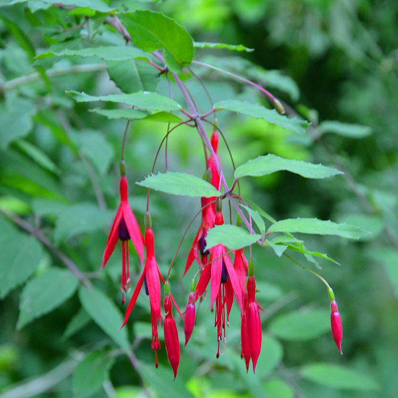 Fuchsia perenni