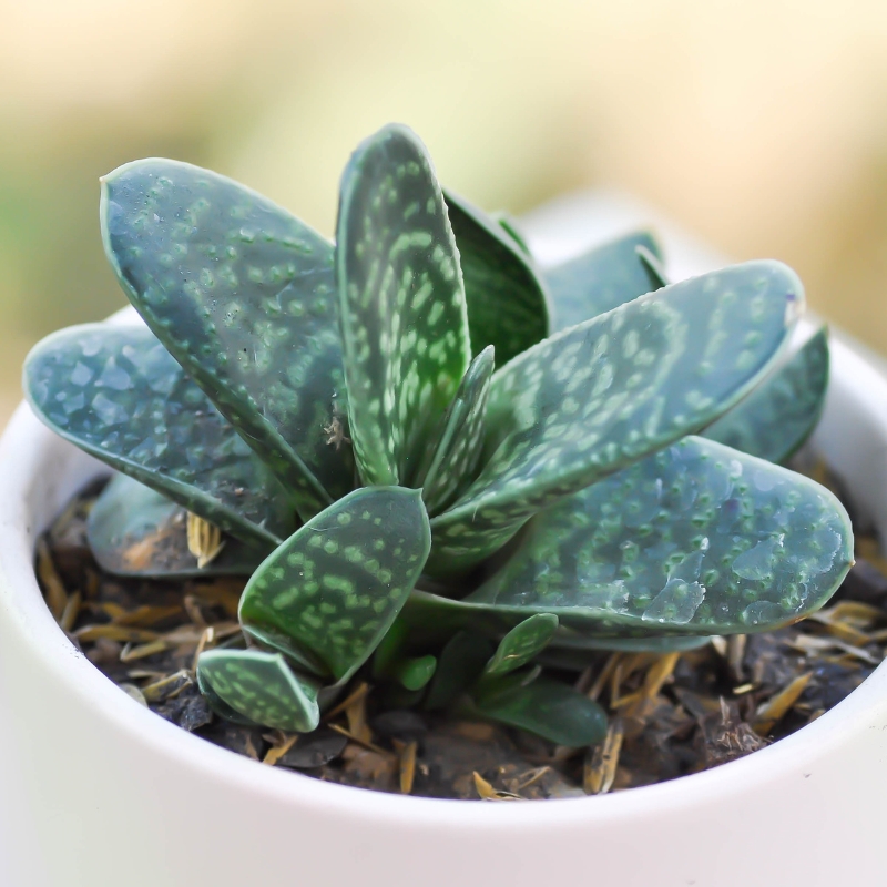 Gasteria