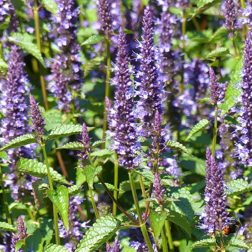 Semi di Agastache