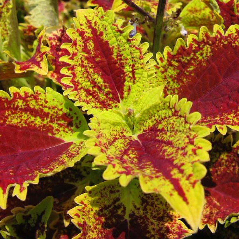 Semi di Coleus