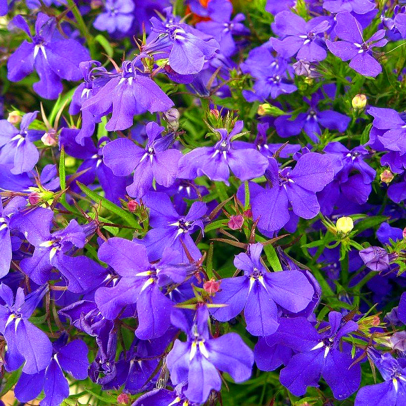 Semi di Lobelia