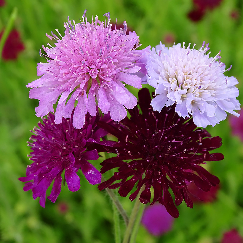 Semi di scabiosa