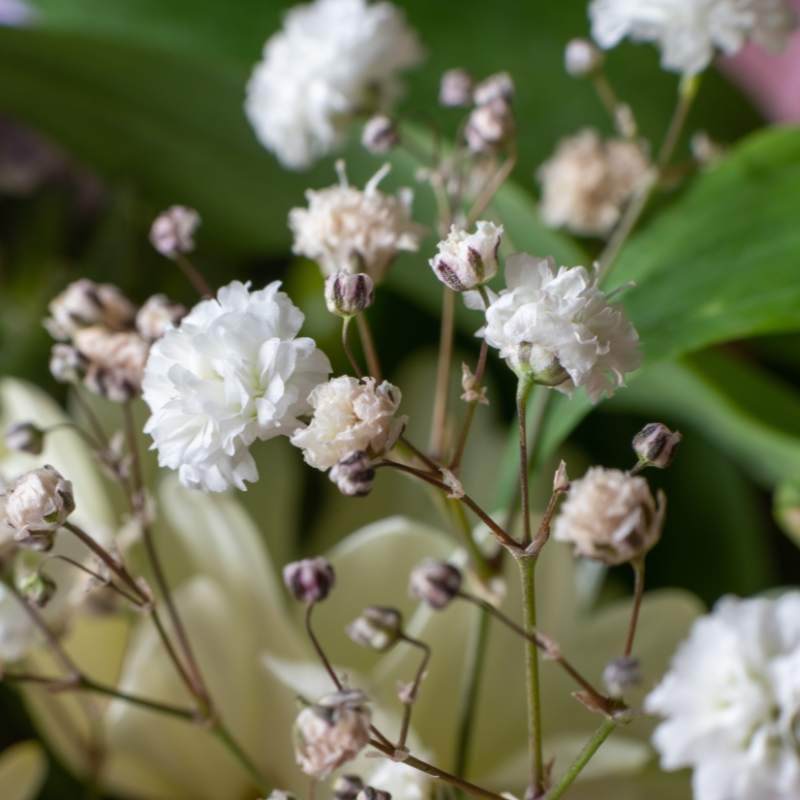 Semi di Gipsofila - Gypsophila