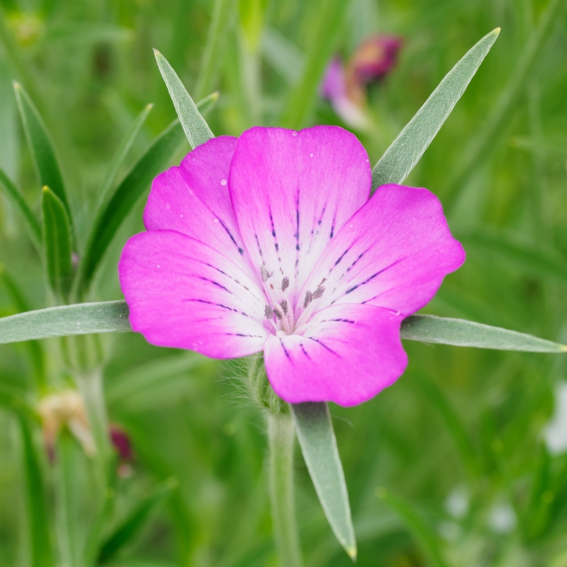 Semi di Gittaione - Agrostemma githago
