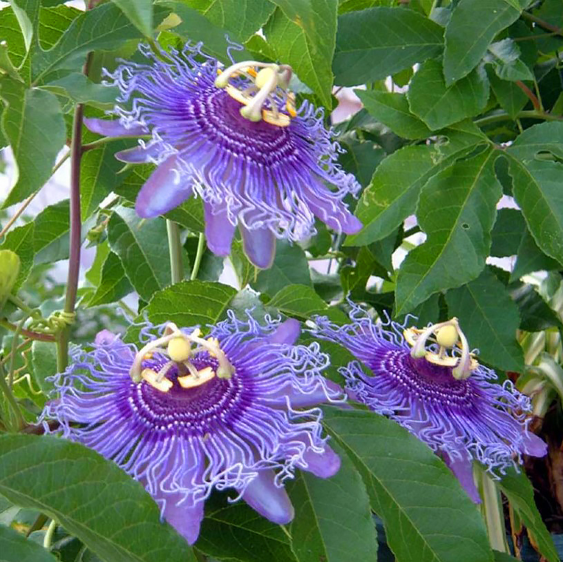 Semi de Passiflora - Fiore della passione
