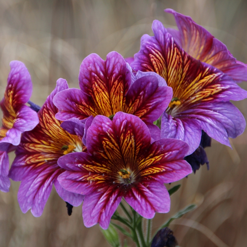 Semi di Salpiglossis