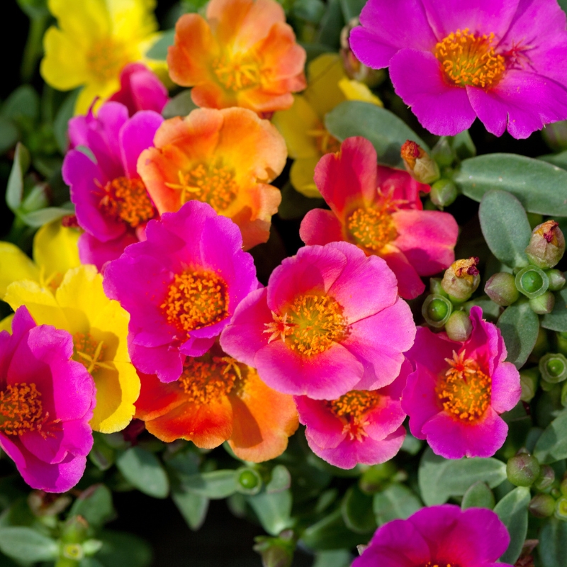 Semi di Porcellana - Portulaca