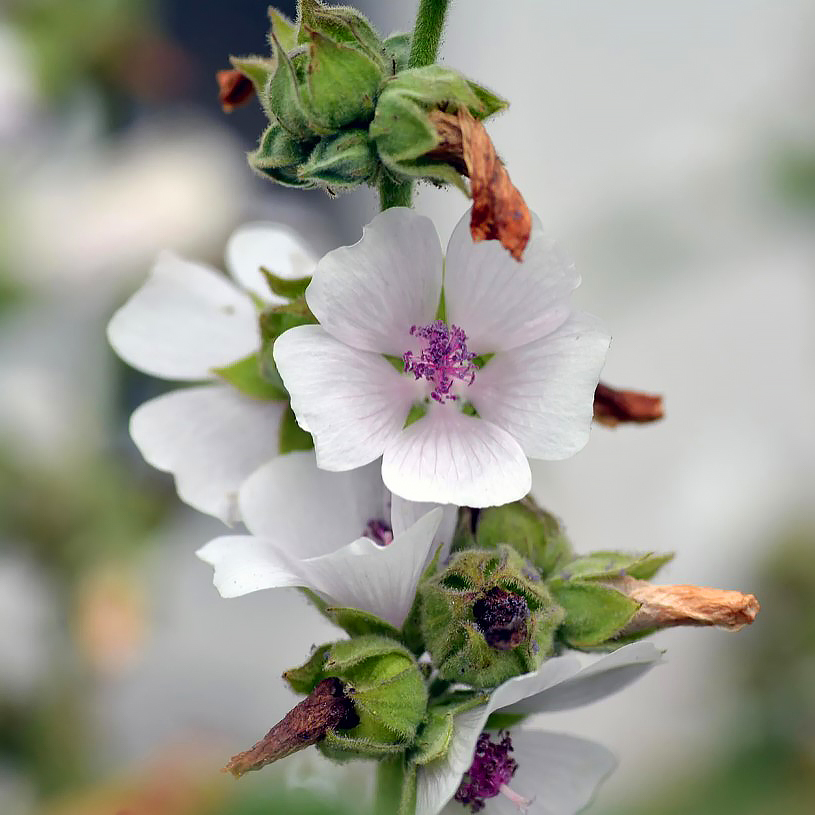 Althaea