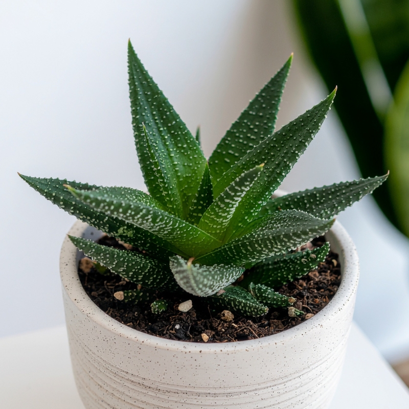 Haworthia
