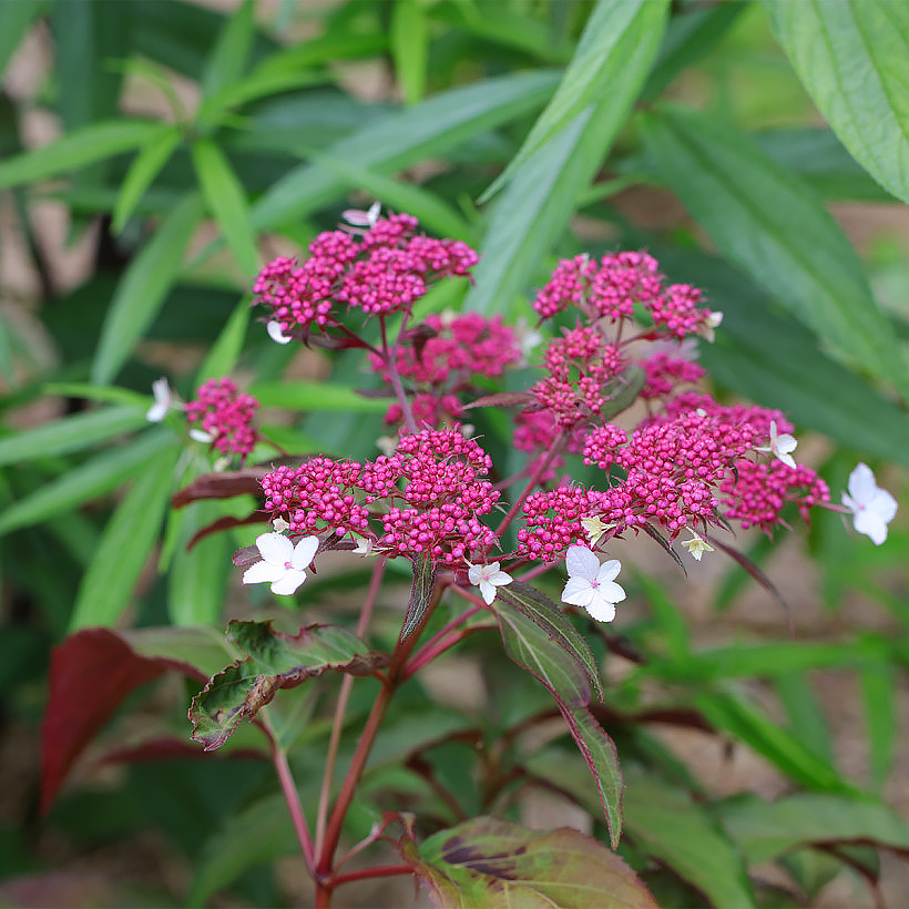 Ortensia Hydrangea aspera