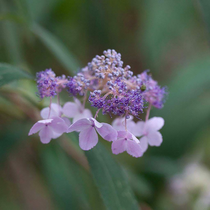 Ortensia Hydrangea involucrata