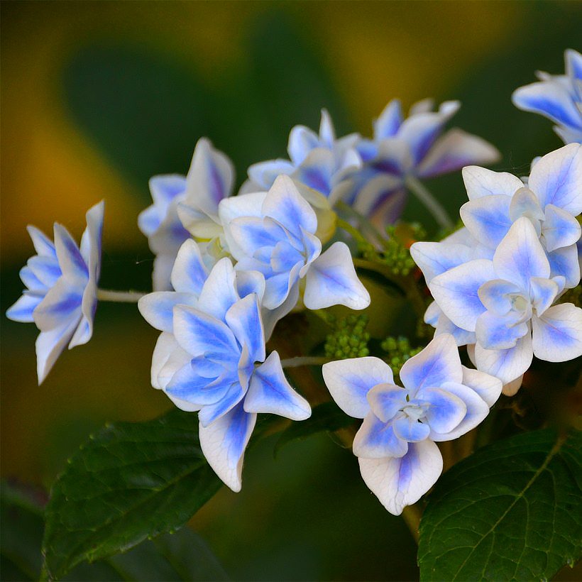Ortensia Hydrangea macrophylla