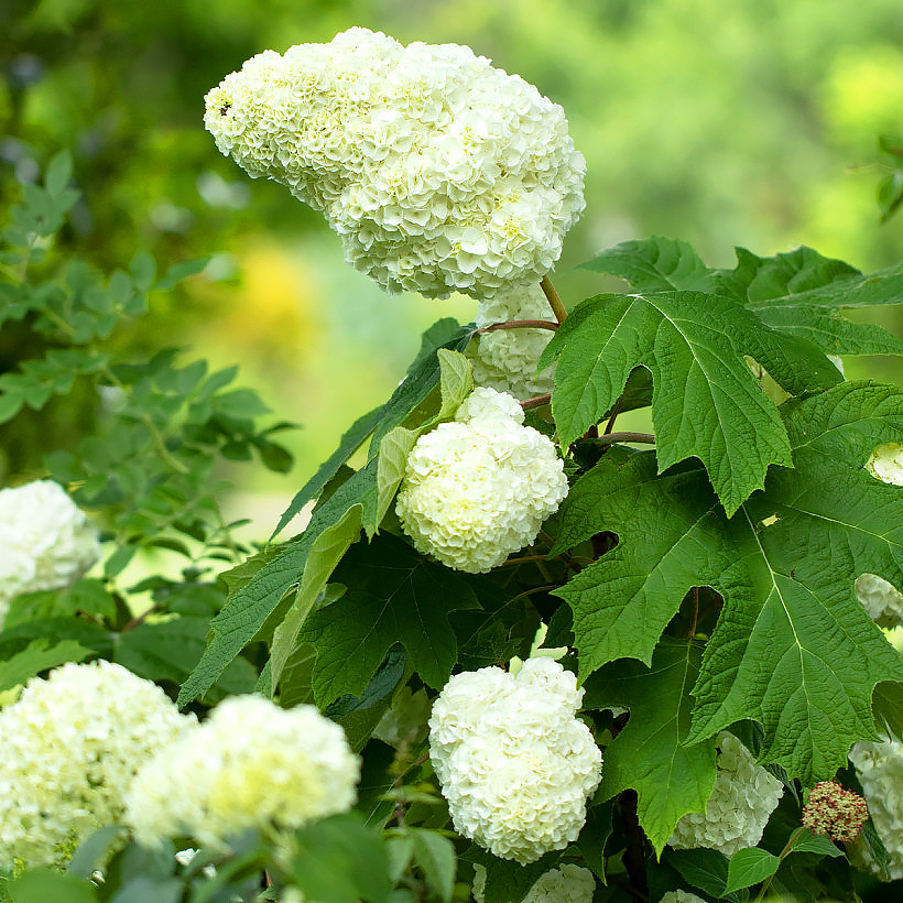 Ortensia a foglie di quercia - Hydrangea quercifolia