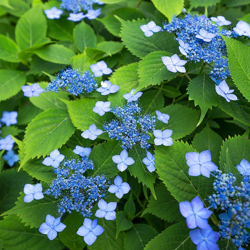 Ortensia Hydrangea serrata