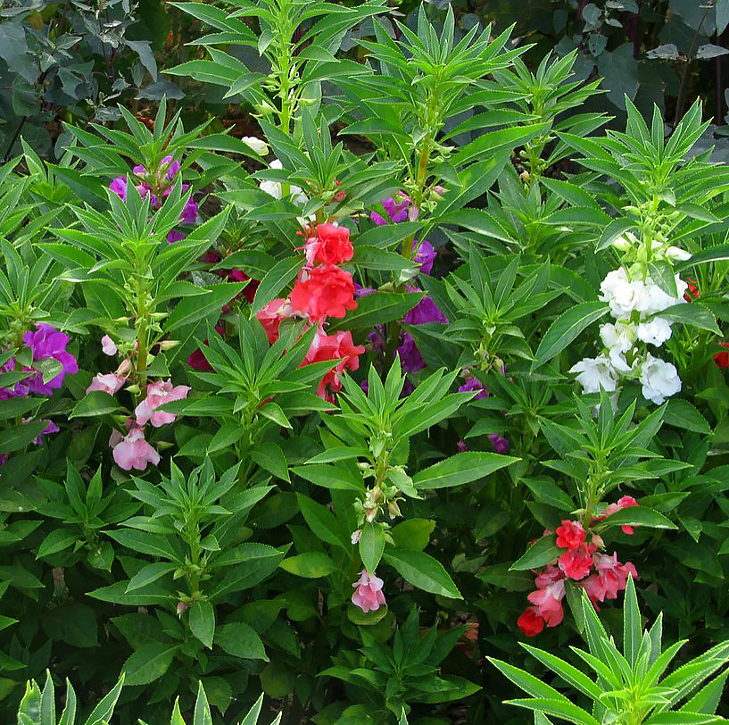 Impatiens perreni