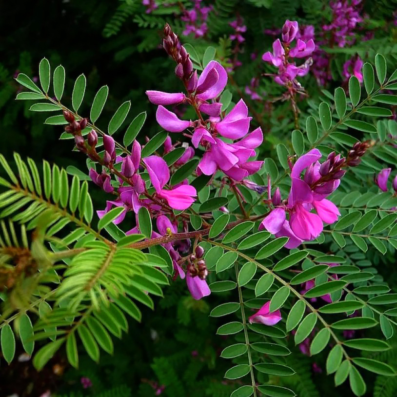 Indaco da giardino - Indigofera