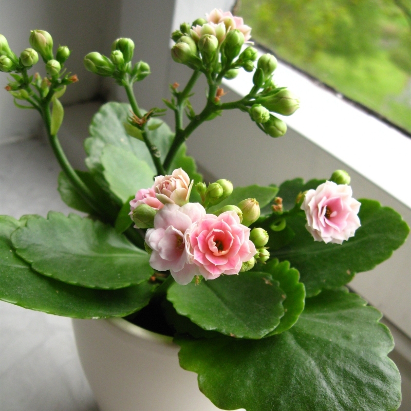 Calancola - Kalanchoe