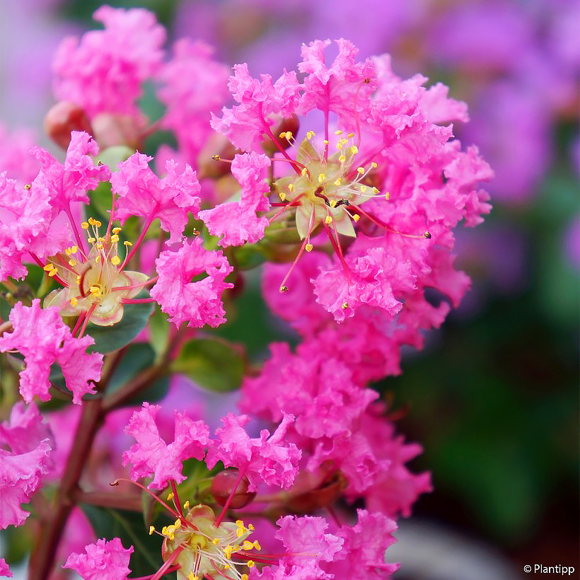 Lagerstroemia rosa