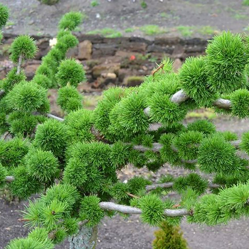Larix (Larice)