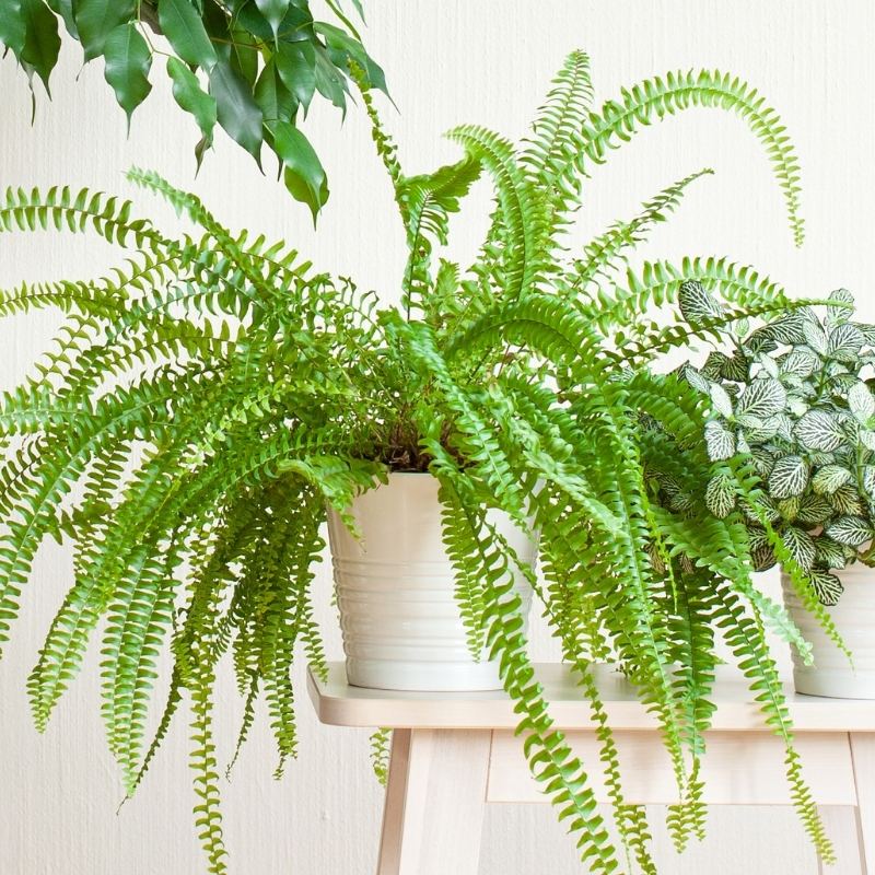 Nephrolepis - Felce di boston