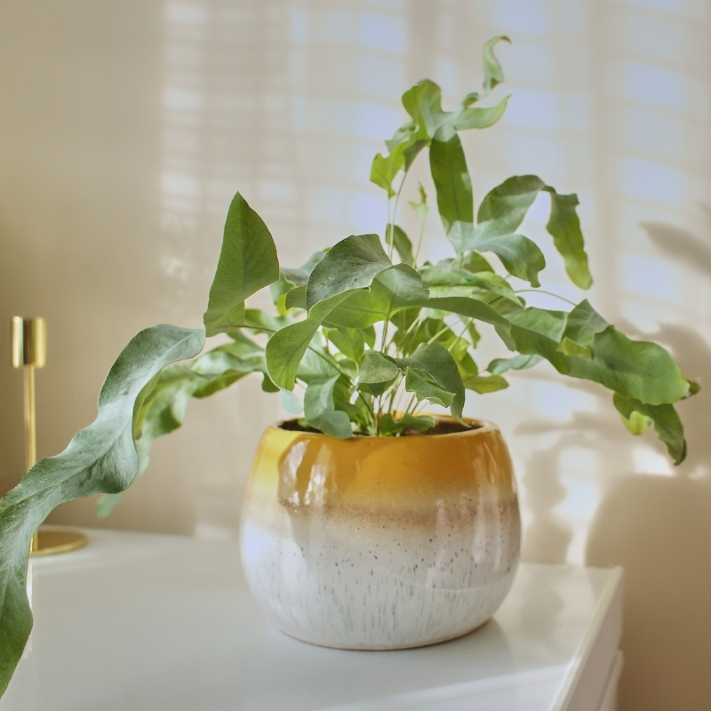 Phlebodium - Felce azzurra pianta