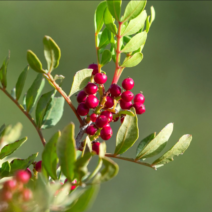 Albero di pistacchio - Pistacia vera