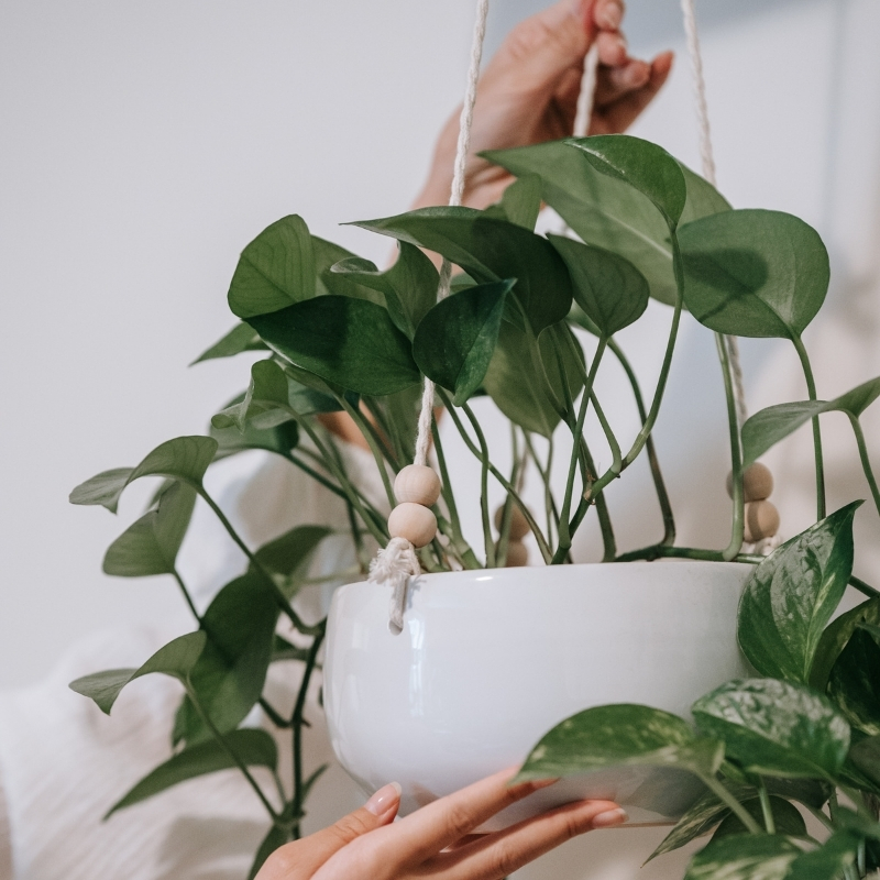 Piante ricadenti da interno