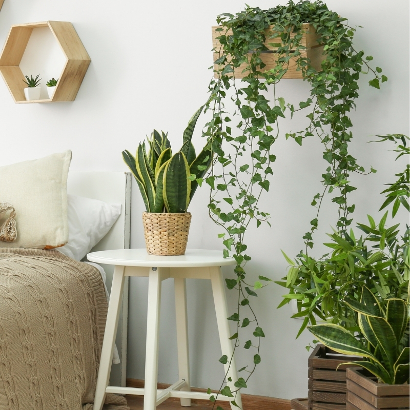 Piante da interno resistenti