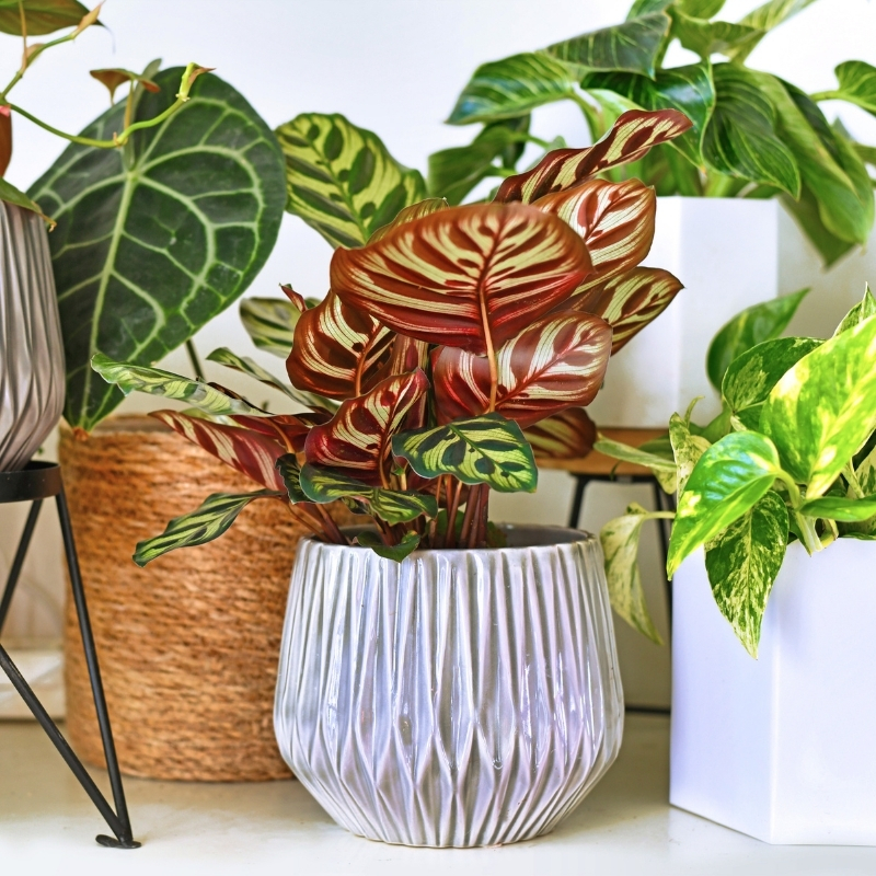 Piante da interno con foglie colorate