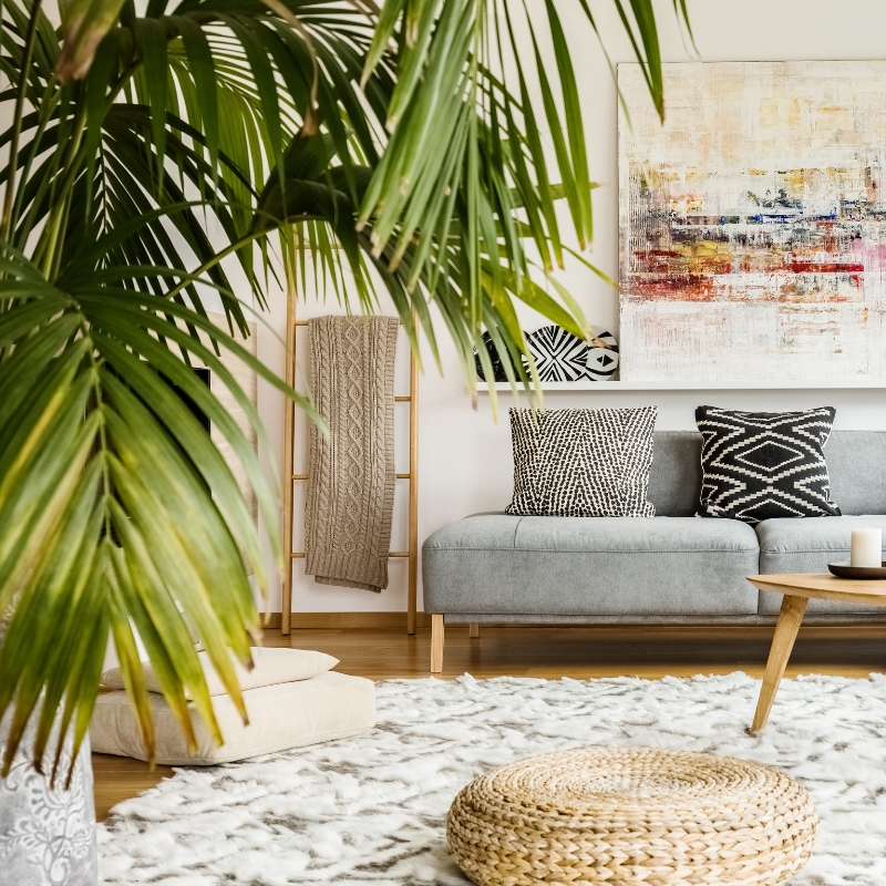 Piante per il salotto