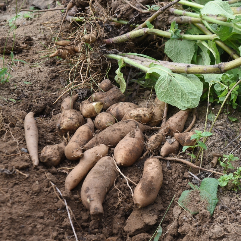 Yacon - Smallanthus sonchifolius