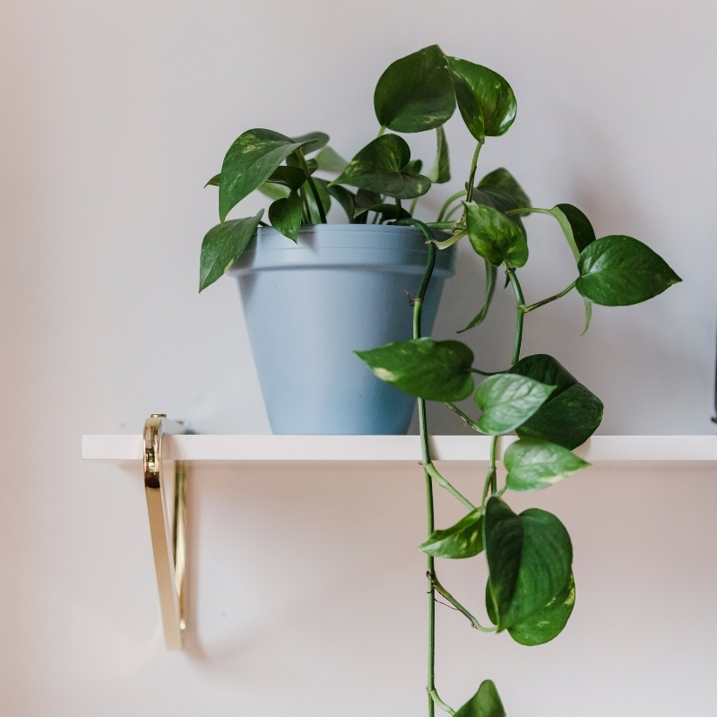 Pothos - Epipremnum