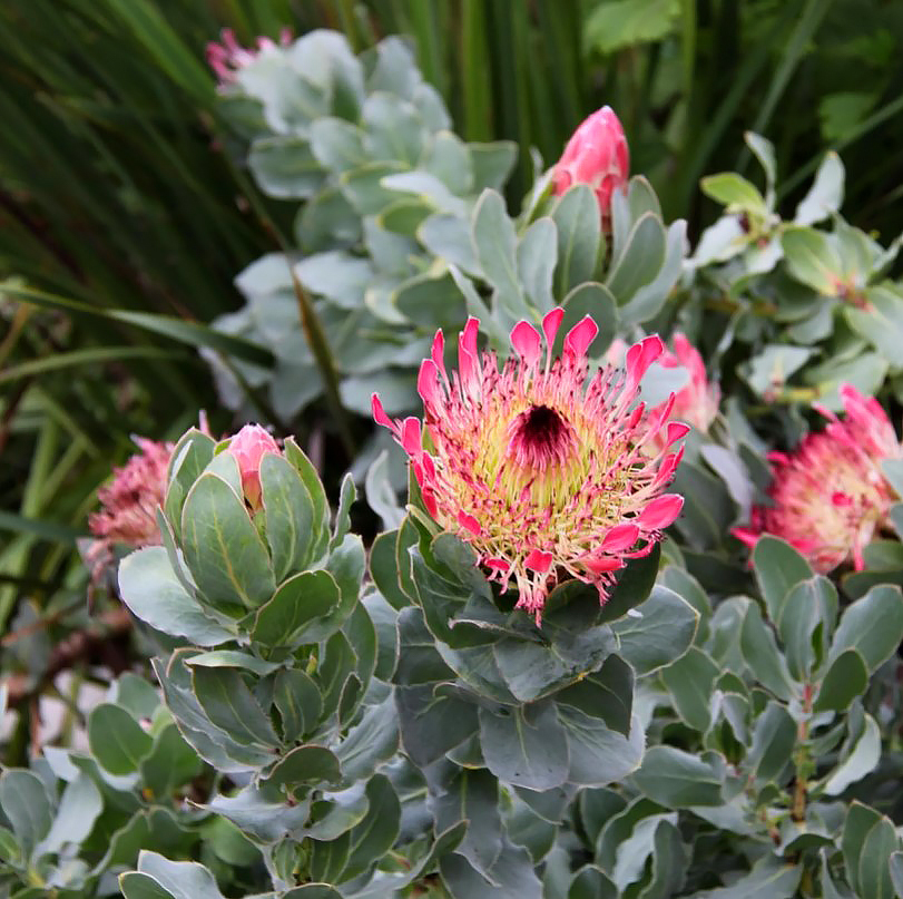 Proteales - Proteaceae