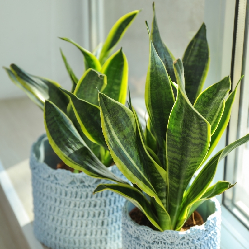 Sansevieria - Lingua di suocera