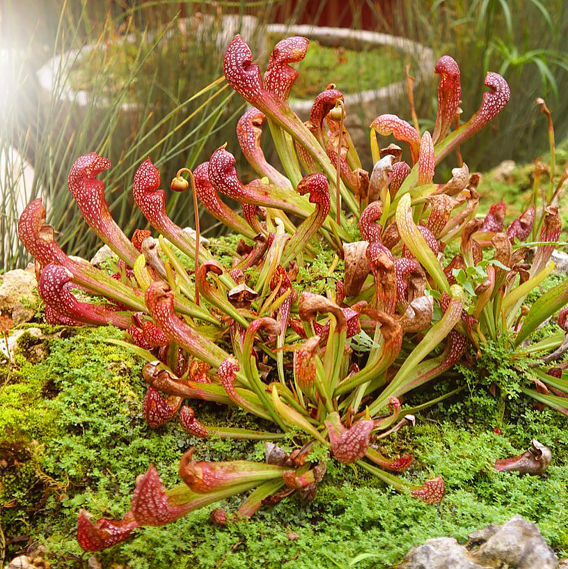 Sarracenia - Carnivora pianta