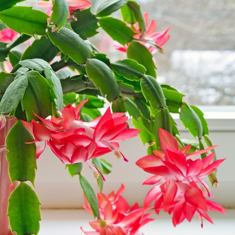 Schlumbergera - Cactus di natale
