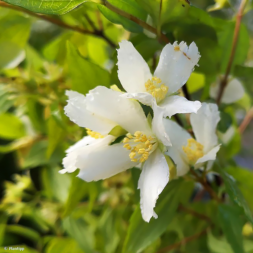 Filadelfo (Philadelphus)