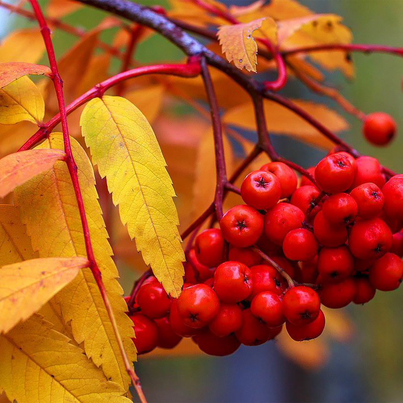 Sorbo - Sorbus
