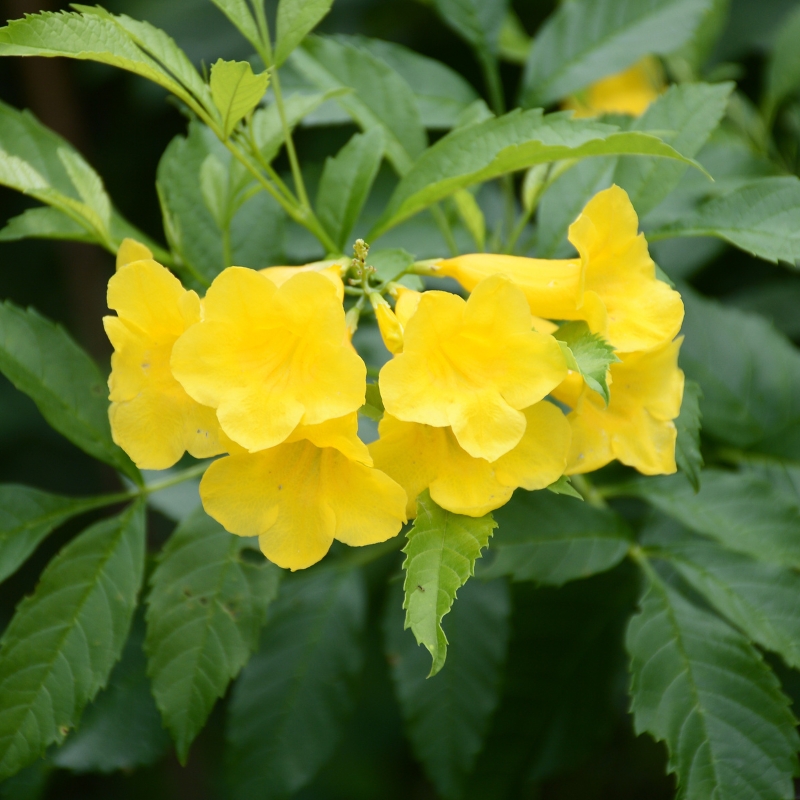 Tecoma - Chèvrefeuilles du Cap