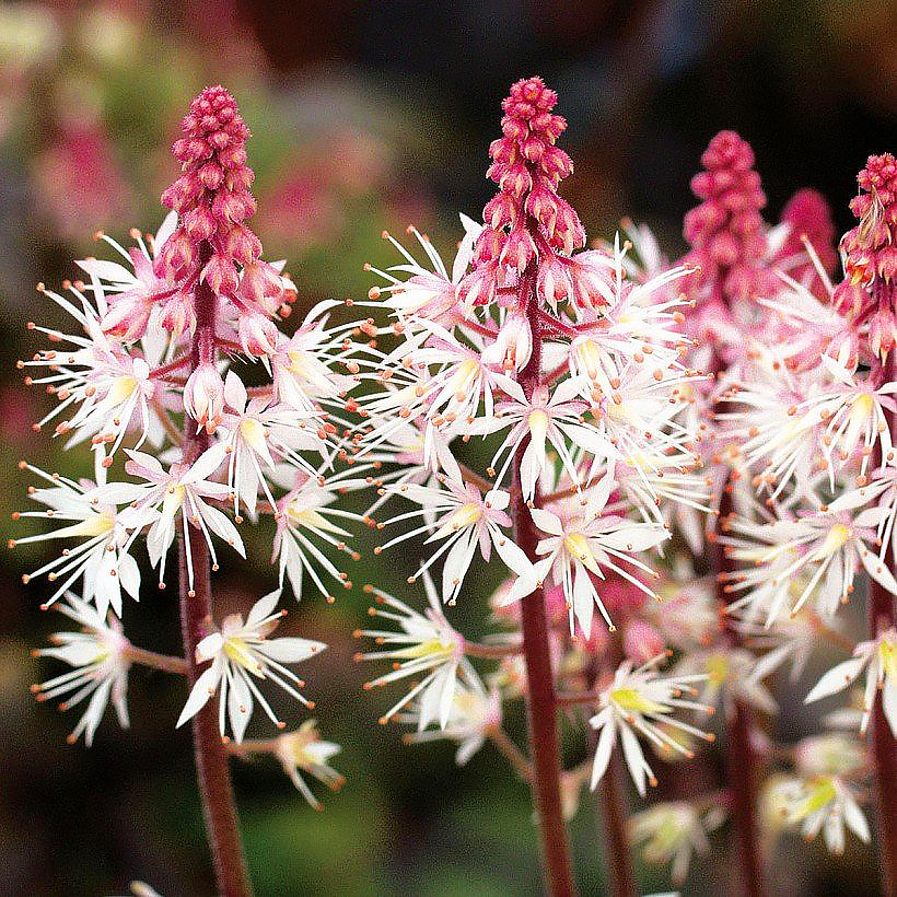 Tiarella e Heucherella