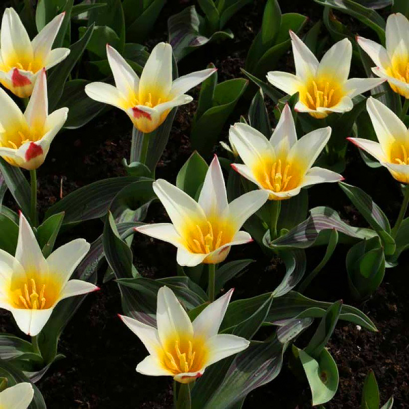 Tulipani Kaufmanniana