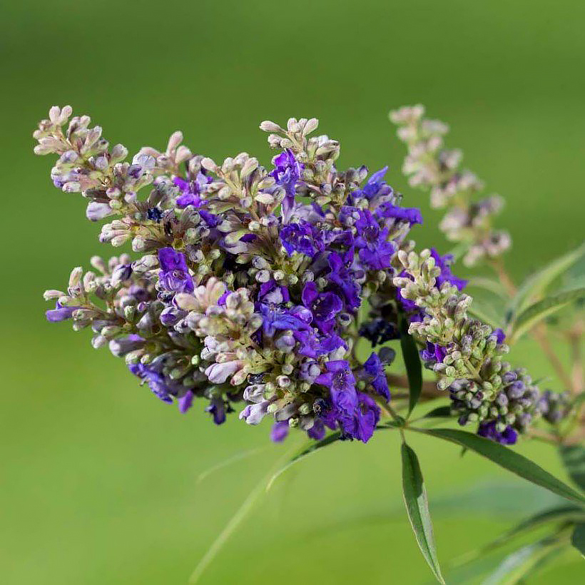 Vitex - Agnocasto