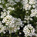 Lobularia maritima Snow Princess - Alisso marittimo