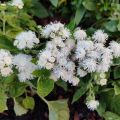 Ageratum Cushion White