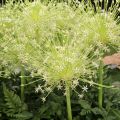 Allium schubertii Arctic Snow - Aglio ornamentale