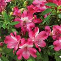 Alstroemeria Inticancha Romance