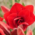 Amaryllis Double Dragon - Hypeastrum